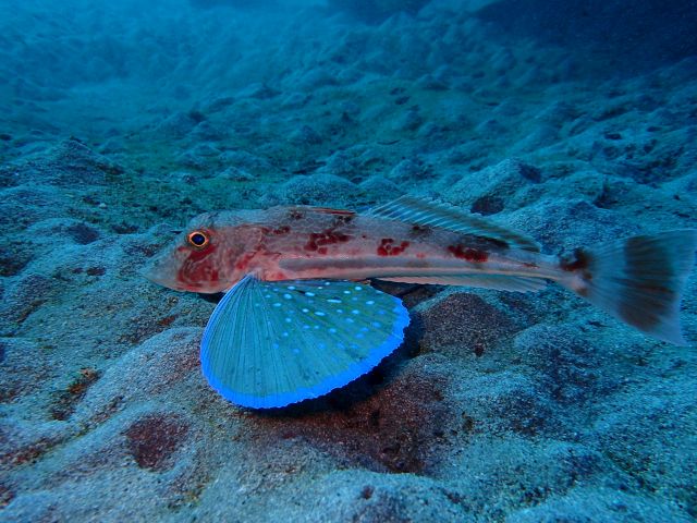 美味しい魚ホウボウ