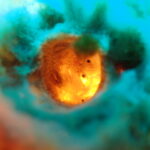 マトウダイ群れにマクロも充実の川奈ビーチ　2026-2-11