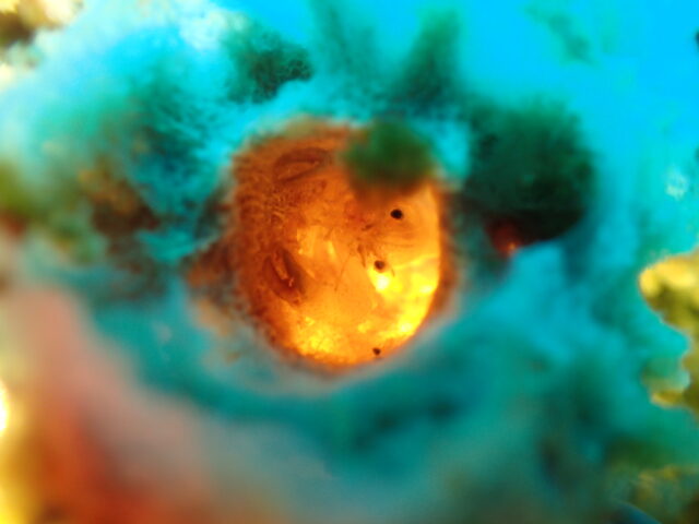 マトウダイ群れにマクロも充実の川奈ビーチ　2026-2-11