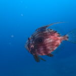 透明度も気温もＵＰで気持ちよくファンダイブ！川奈ビーチ2026-2-13