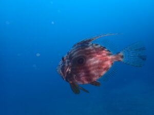 透明度も気温もUPで気持ちよくファンダイブ!川奈ビーチ2026-2-13