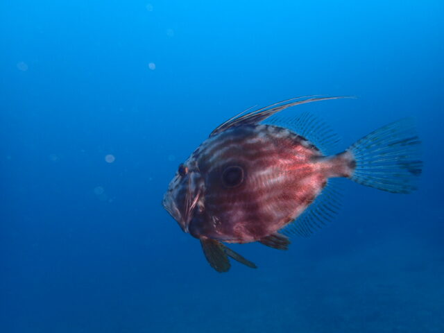 透明度も気温もUPで気持ちよくファンダイブ!川奈ビーチ2026-2-13