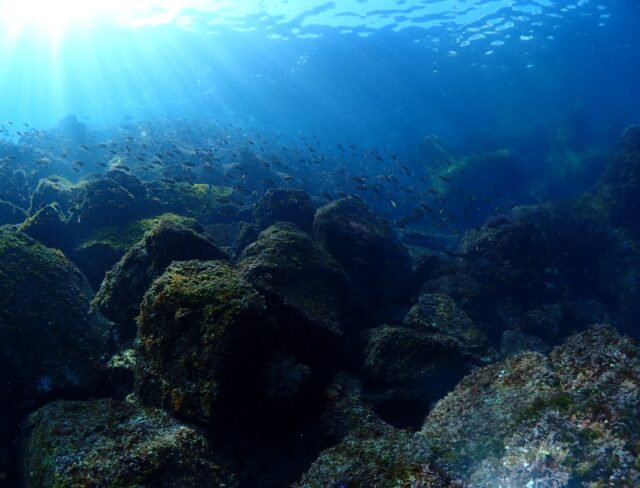 気持ちの良い晴れ空と抜群の透明度！川奈ビーチ　2026-2-15