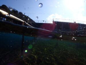 透明度バッチリの川奈ビーチでOW講習最終日！ 2026-2-18