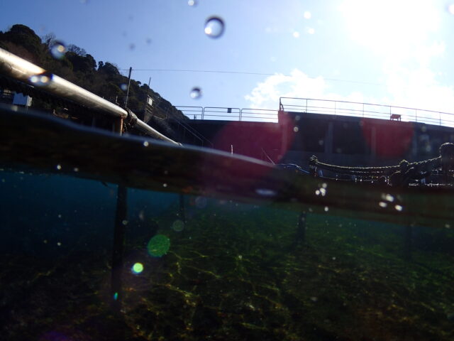 透明度バッチリの川奈ビーチでOW講習最終日! 2026-2-18