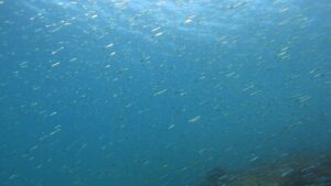 海も穏やか、天気もポカポカ！AOW講習最終日＆ファンダイブ　川奈ビーチ　2026-2-1