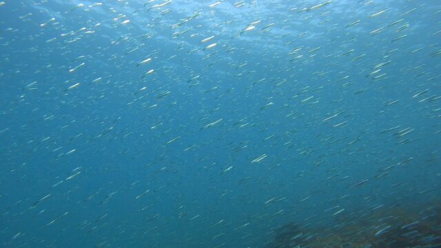 海も穏やか、天気もポカポカ！AOW講習最終日＆ファンダイブ　川奈ビーチ　2026-2-1