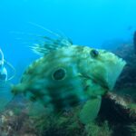 透明度15mオーバー継続中!川奈ビーチ2026-2-22