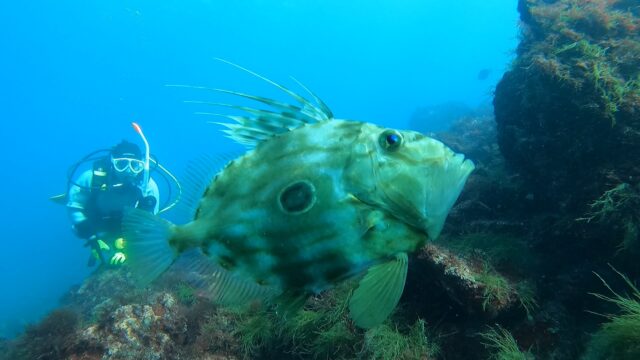 透明度15mオーバー継続中!川奈ビーチ2026-2-22