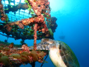 川奈ビーチでマンツーマン中性浮力SP講習!2026.2.24