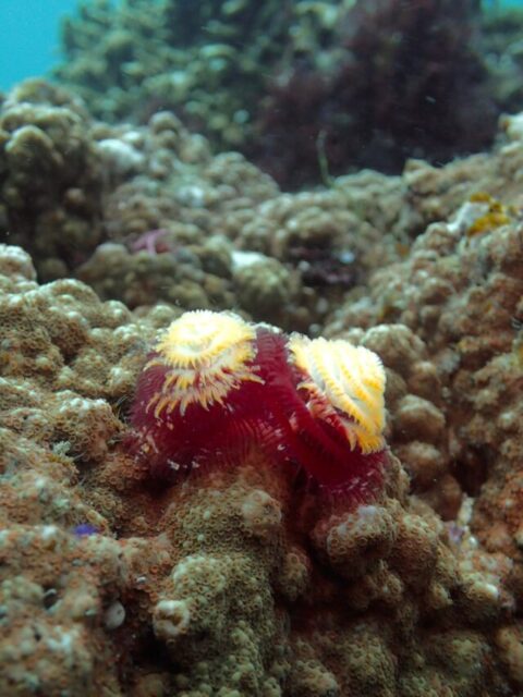 ツートンカラーの小さなツリー