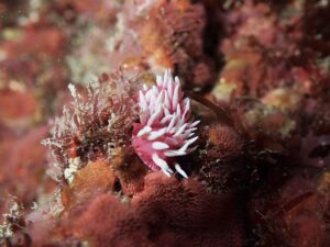 マンツーマンの貸し切り川奈ビーチ!(^^)!2026-3-17