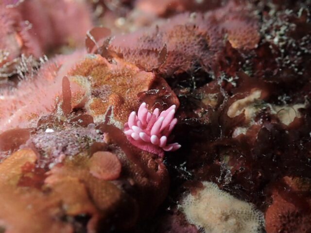 ピンクと薄ピンクのグラデーションが可愛いヒロウミウシ