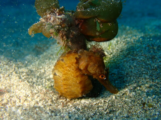 木に巻き付いたタカクラタツ