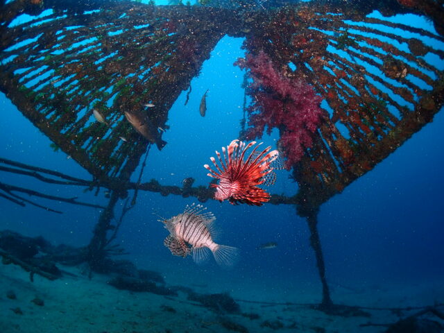 やぐらにハナミノカサゴ