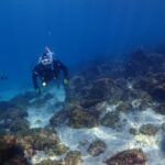 透明度20mオーバー!青く澄んだ川奈ビーチでドライスーツSP講習!2026-3-1