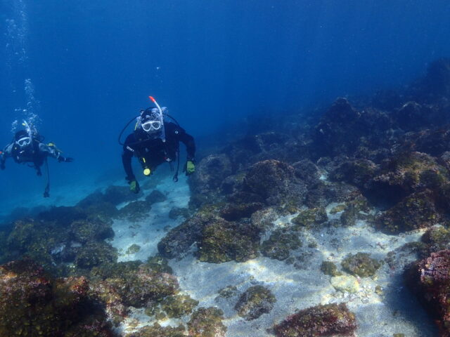 透明度20mオーバー!青く澄んだ川奈ビーチでドライスーツSP講習!2026-3-1