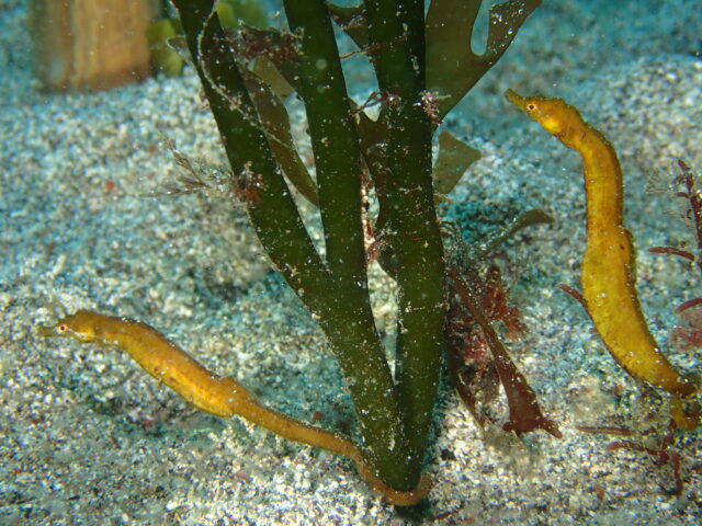 ミルにタツノイトコが2匹