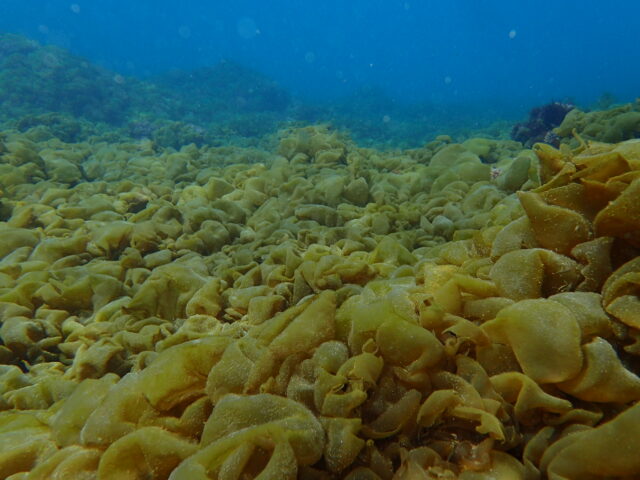 一面にフクロノリ