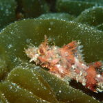 透明度ばっちり!穏やかな川奈ビーチにただいま!2026-3-22