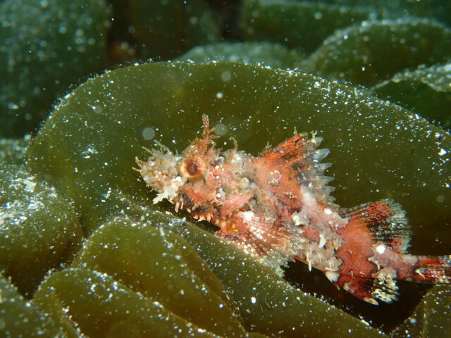 透明度ばっちり！穏やかな川奈ビーチにただいま！2026-3-22