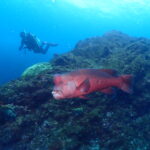 八幡野ビーチでマンツーマンファンダイブ！2026-3-2