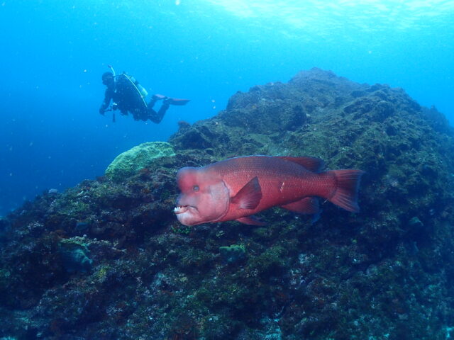 八幡野ビーチでマンツーマンファンダイブ!2026-3-2