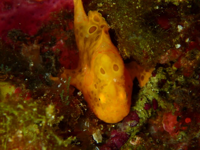 イロカエルアンコウ黄色