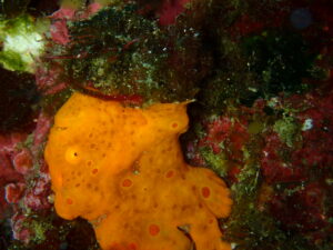 イロカエルアンコウオレンジ