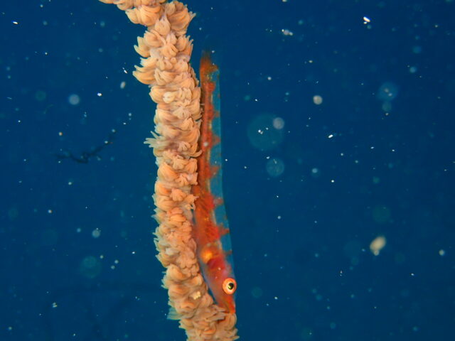 ムチカラマツにガラスハゼ