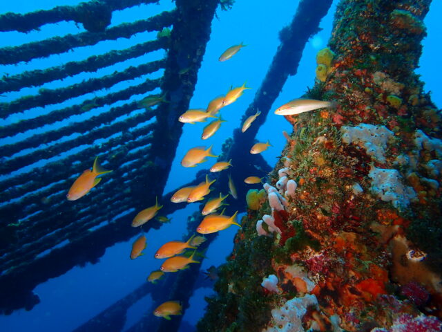 ダイワハウスにキンギョハナダイ