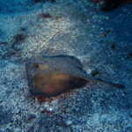 八幡野ビーチでAOW講習！2026-3-4