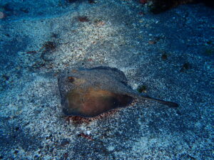 八幡野ビーチでAOW講習！2026-3-4