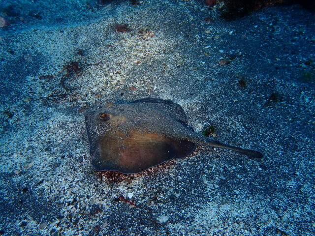 八幡野ビーチでAOW講習！2026-3-4