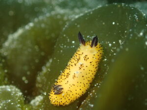 ウミウシもちょこちょこ登場してきました!川奈ビーチ2026-3-8