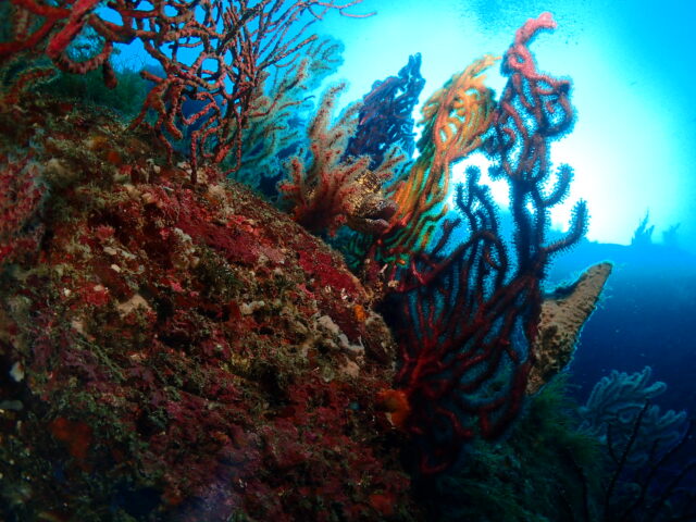 ヤギ(八放サンゴの仲間)