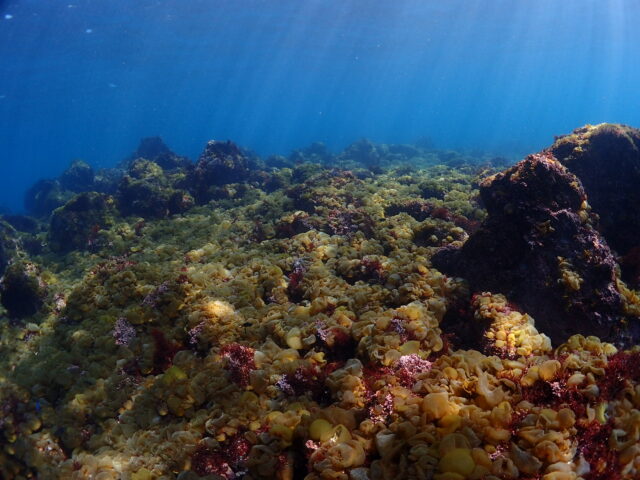 フクロノリ
青い海