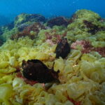 春の使者！？アメフラシ登場！川奈ビーチ　2026-3-13