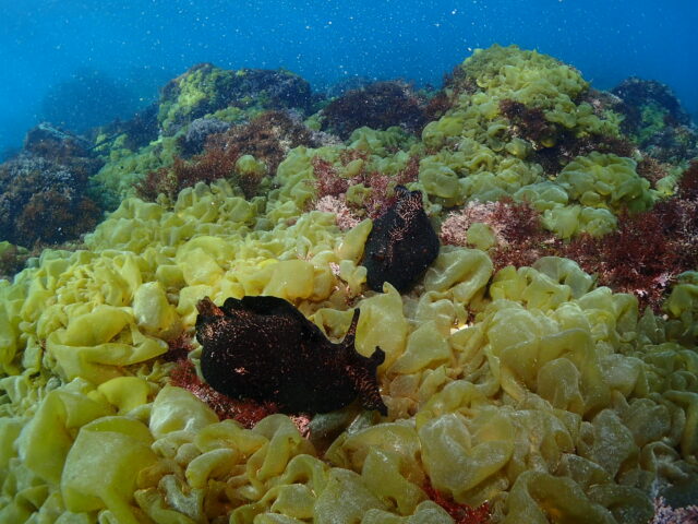 春の使者！？アメフラシ登場！川奈ビーチ　2026-3-13