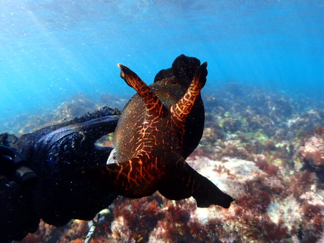 手に持ったアメフラシ