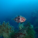 川奈ビーチでマトウダイとウミウシに会えた充実ダイブ！2026-3-11