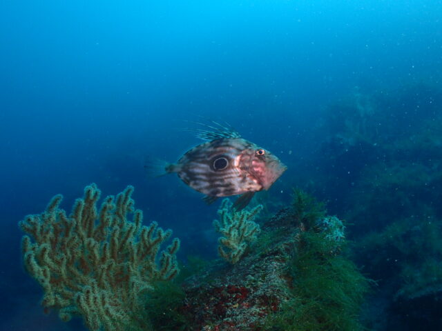 川奈ビーチでマトウダイとウミウシに会えた充実ダイブ！2026-3-11