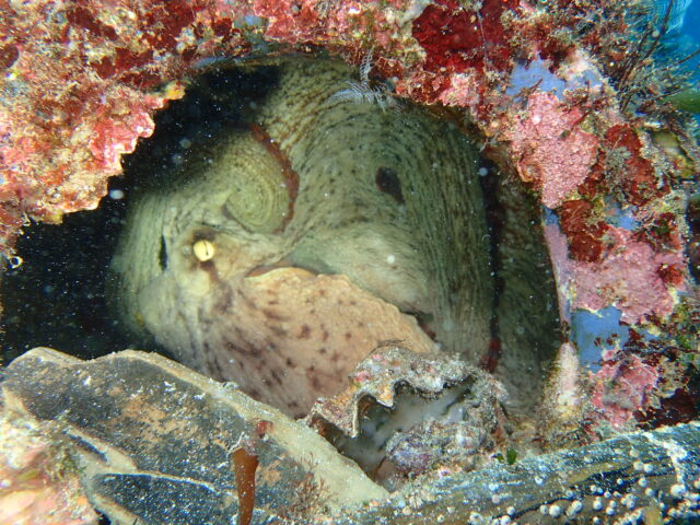 タコツボに入ったマダコ