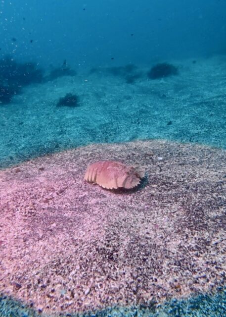 スーパーレア！ウチワエビ