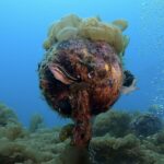 春濁りを抜け出した川奈にビッグネコザメ　2026-4-21