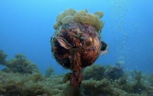 春濁りを抜け出した川奈にビッグネコザメ　2026-4-21