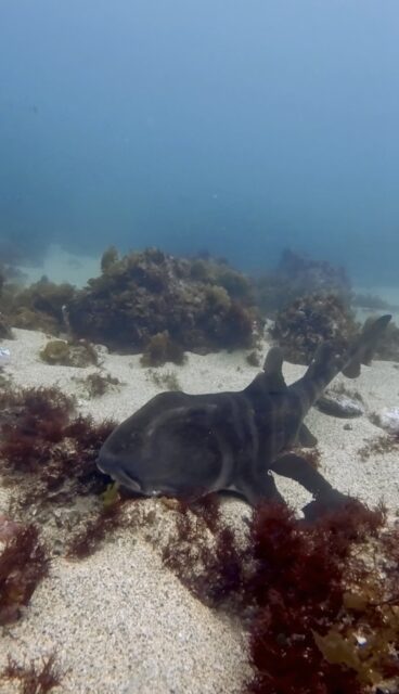 川奈ビーチのネコザメ