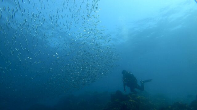 川奈ビーチイワシの大群