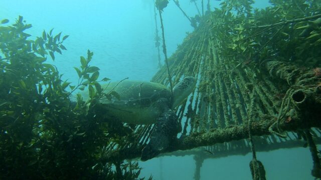 イカ待ちのウミガメ