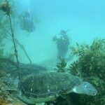 川奈ビーチはあっちもこっちもマイワシの大群！　2026-4-26